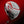 Honma Beres 09 Ladies 2-Star Driver